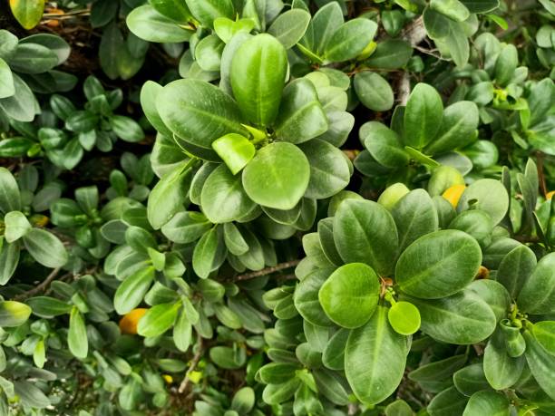 istock Close up view of indian laurel fig plant 1481110896