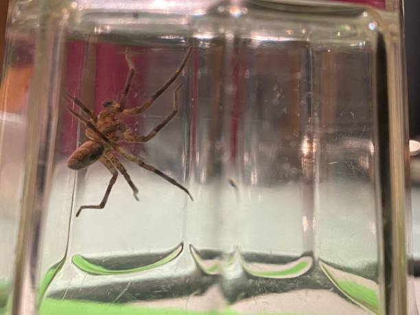 istock Large black spider trapped in the jar 1481111964