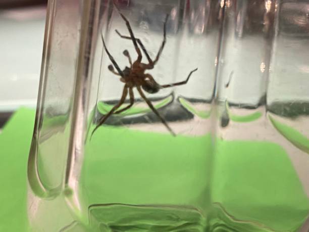 istock Large black spider trapped in the jar 1481111987