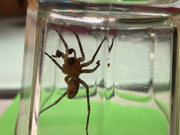 istock Large black spider trapped in the jar 1481112018