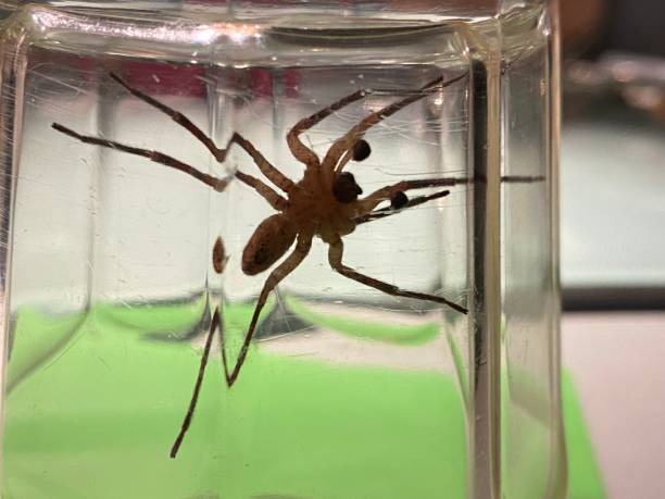 istock Large black spider trapped in the jar 1481112040