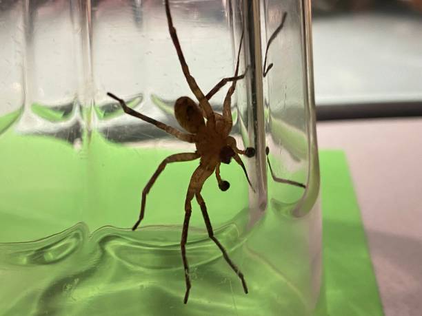 istock Large black spider trapped in the jar 1481112059