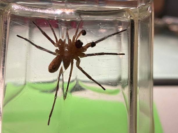 istock Large black spider trapped in the jar 1481112094
