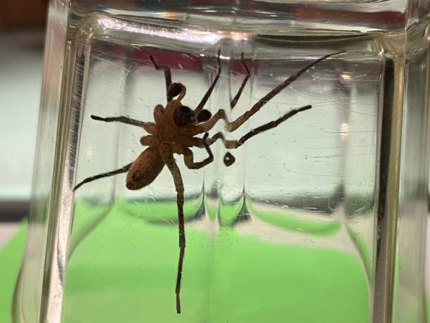 istock Large black spider trapped in the jar 1481112111