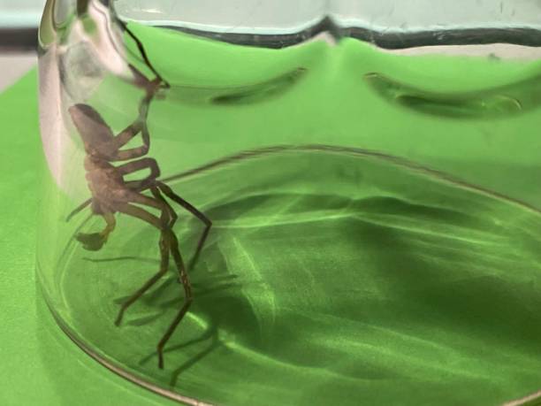 istock Large black spider trapped in the jar 1481112339