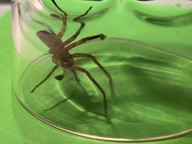 istock Large black spider trapped in the jar 1481112640