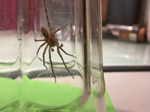 istock Large black spider trapped in the jar 1481112651