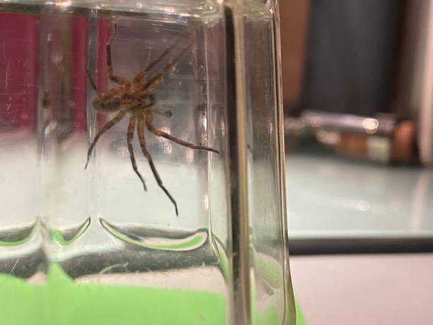 istock Large black spider trapped in the jar 1481112665