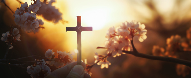 Background with red sunset and spring cherry blossoms and Christian holding the Holy Cross of Jesus Christ