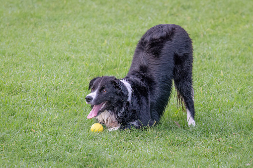 Dog playing with a yellow ball on green grass, sticking out his tongue.
