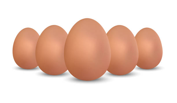 illustrazioni stock, clip art, cartoni animati e icone di tendenza di uova di gallina realistiche marroni - illustrazioni vettoriali isolate su sfondo bianco - white background brown animal egg ellipse