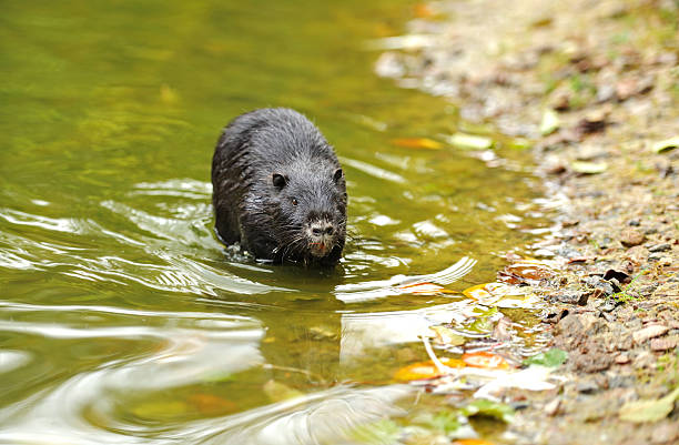 istock Portrait of a nutria 148111590