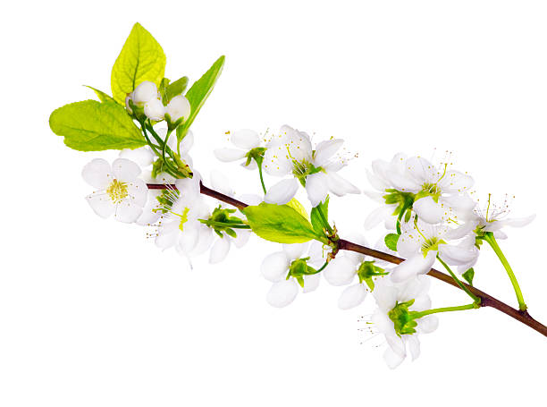istock pure cherry blossom close-up 148111914
