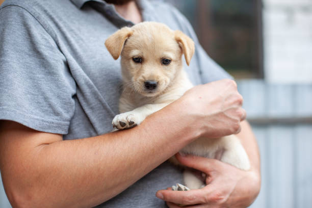 istock Man holding homeless puppy in hands. 1481119432