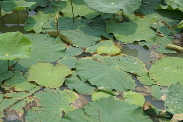 istock lotus leaf in the garden pond 1481119441