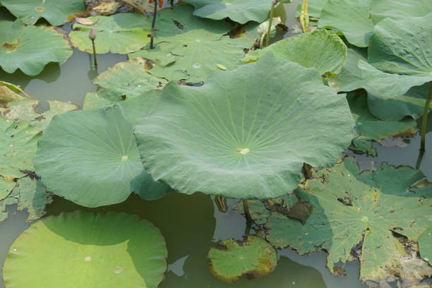 istock lotus leaf in the garden pond 1481119466