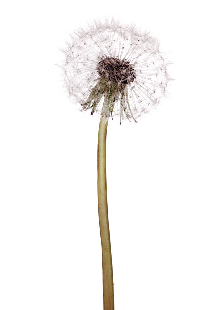 istock isolated white dandelion plant 148111948