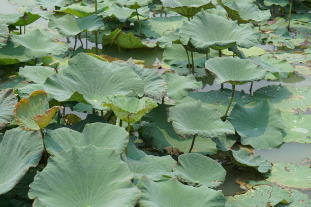 istock lotus leaf in the garden pond 1481119486