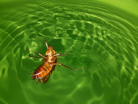 Swimming cockroach found in the green bucket