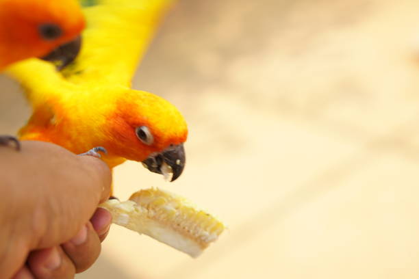 istock Parrots eat food in human hands 1481119929