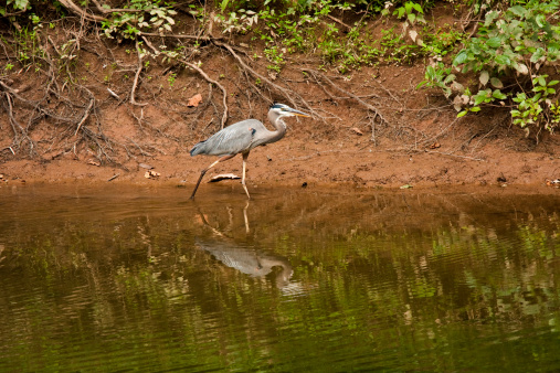 Great Blue Heron walking in shallow water of Broad Run Creek, a tributary of the Potomac River - Bles Park, Leesburg, VA
