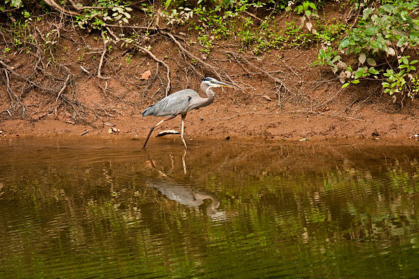 Great Blue Heron Walking in Shallow Water stock photo