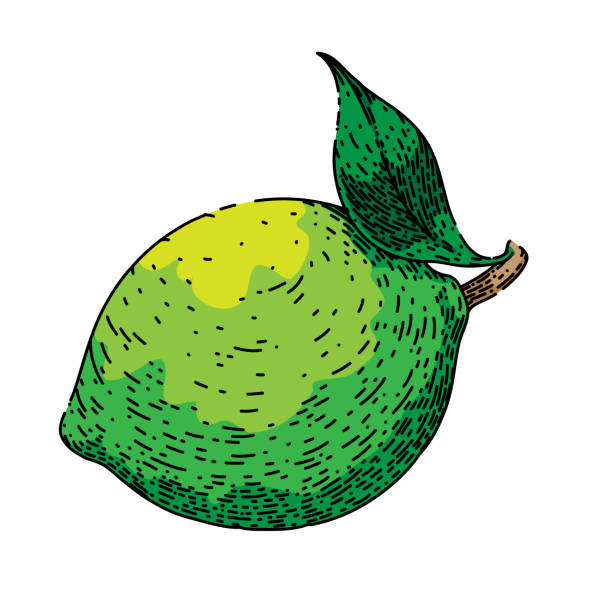 ilustraciones, imágenes clip art, dibujos animados e iconos de stock de boceto de fruta verde lima dibujado a mano vector - lime green illustrations