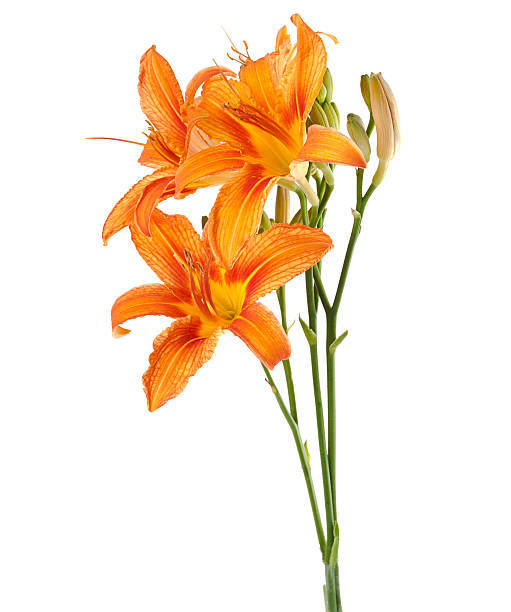istock three flowers of lily upright on a white background 148112159