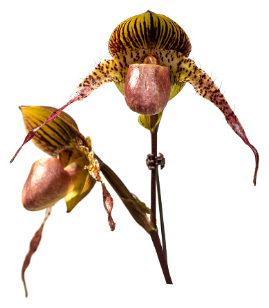 Flower colors are pink, yellow and brown. An orchid of the genus Paphiopedilum. Close-up of isolated beautiful plant.