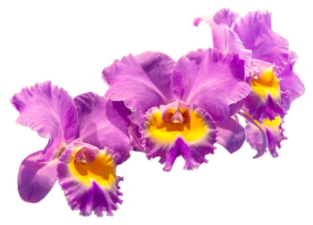 Flower colors are pink, yellow and purple. An orchid of the genus Cattleya. Flower colors are pink, yellow and purple. An orchid of the genus Cattleya. Close-up of isolated beautiful plant. cattleya magenta orchid tropical climate stock pictures, royalty-free photos & images