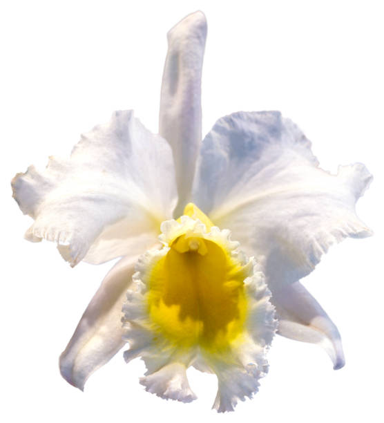 Flower colors are white and yellow. An orchid of the genus Cattleya. Flower colors are white and yellow. An orchid of the genus Cattleya. Close-up of isolated beautiful plant. cattleya magenta orchid tropical climate stock pictures, royalty-free photos & images
