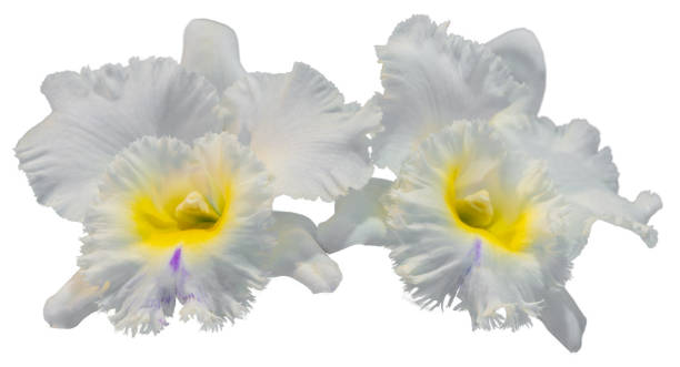 Flower colors are white, yellow and purple. An orchid of the genus Cattleya. Flower colors are white, yellow and purple. An orchid of the genus Cattleya. Close-up of isolated beautiful plant. cattleya magenta orchid tropical climate stock pictures, royalty-free photos & images