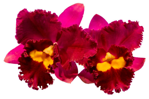 Flower colors are pink, yellow and purple. An orchid of the genus Cattleya. Flower colors are pink, yellow and purple. An orchid of the genus Cattleya. Close-up of isolated beautiful plant. cattleya magenta orchid tropical climate stock pictures, royalty-free photos & images
