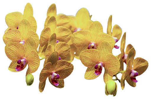 Phalaenopsis orchid miniature hybrids