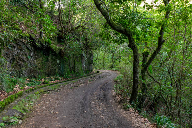 istock Madeira typical walking and hiking patch. Levada do Furado, one the most popular Levada tours on Madeira Island. From Ribeiro Frio to Portela. Portugal. 1481124307