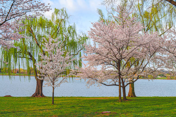 istock CherryBlossom in Washington DC 1481124454