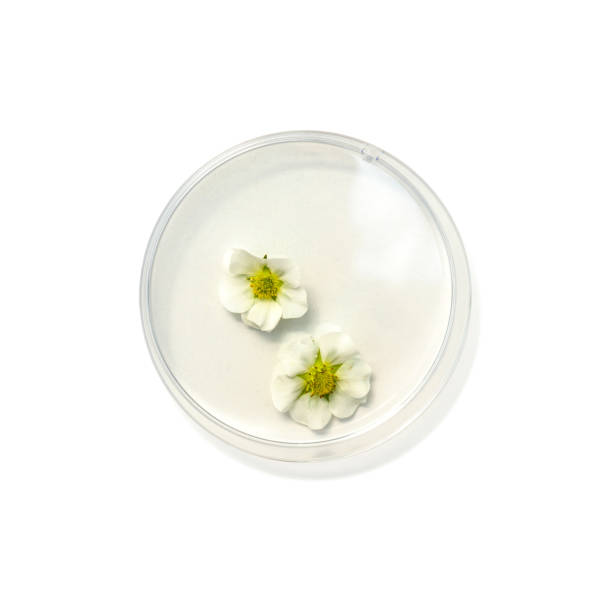 istock Strawberry flower in petri dish on white laboratory table. Top view 1481124790