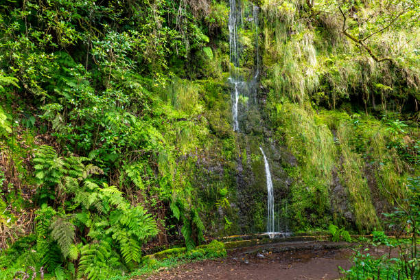 istock Madeira typical walking and hiking patch. Levada do Furado, one the most popular Levada tours on Madeira Island. From Ribeiro Frio to Portela. Portugal. 1481125761