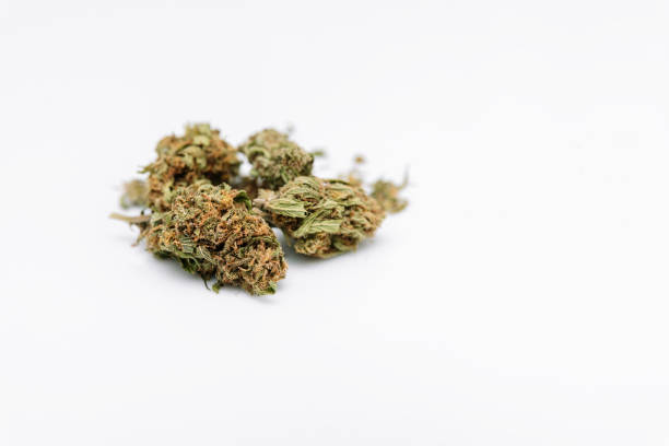 istock close up of marijuana bud on white background 1481126081