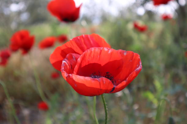 istock Beautiful poppy flower at the meadow 1481127471