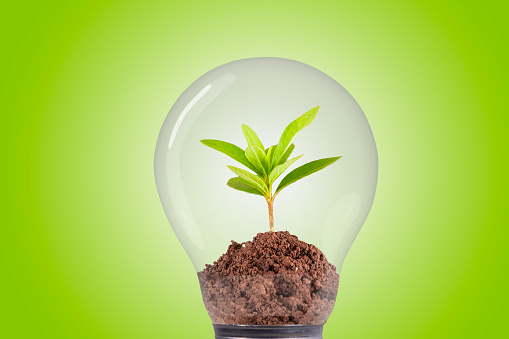 Plant growing inside a light bulb - energy saving and environmental concepts on Earth Day