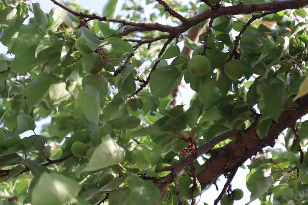 istock Unripe apricots on the branch. 1481127631