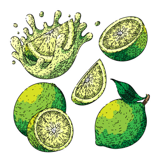 ilustraciones, imágenes clip art, dibujos animados e iconos de stock de lime green fruit set boceto vector dibujado a mano - lime green illustrations