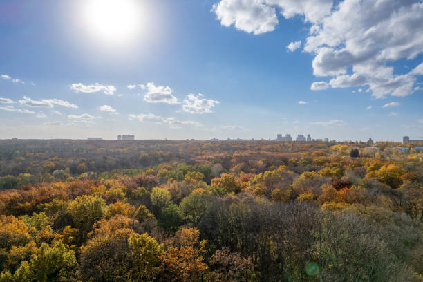 istock Drone scene of park in fall season under blue sky. 1481129387