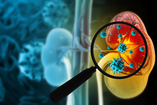 Magnifying glass showing the virus infection of kidney. Kidney disease. 3d illustration