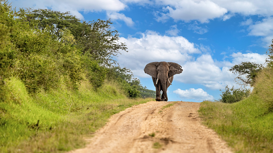 African elephant, loxodonta africana, walking along a dirt road in Queen Elizabeth National Park, Uganda. Summer sky background.