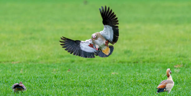istock Egyptian goose in flight, moments before landing 1481131704