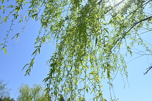 Lush foliage of a green willow tree  in close-up for an environmetal artistic design or a screen saver