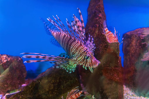 Beautiful lionfish in aquarium