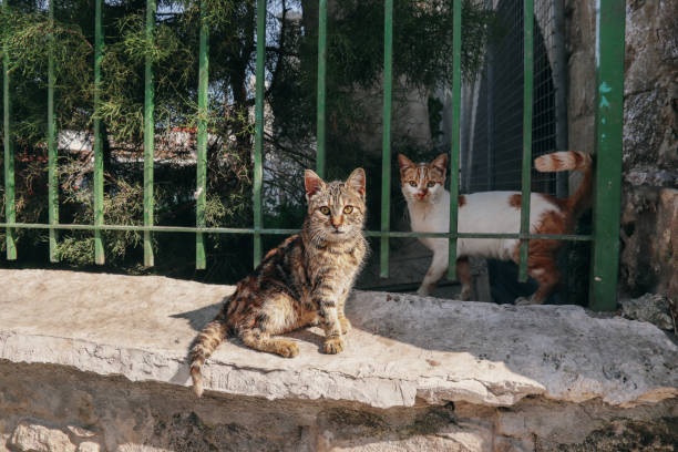 istock Two cats on the streets of Cypurs 1481136747